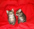 Котята Курильского бобтейла из питомника (7 фотографий)
